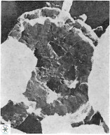C pinnatus