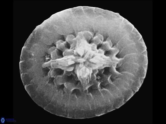 C primus SEM Wise Wins a