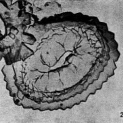 Obturolithus productellus VR 04748