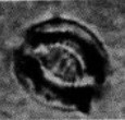 Cribrocentrum retiformis 14963