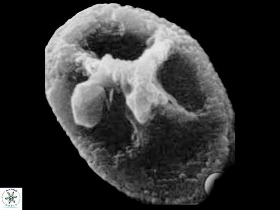 C rhachis Hattner SEM a