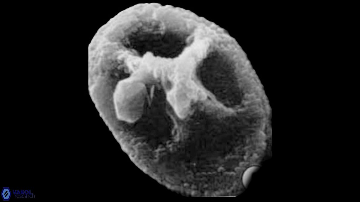 C rhachis Hattner SEM a