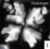 Cyclagelosphaera riyadhensis 3795