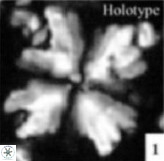 Cyclagelosphaera riyadhensis 3795