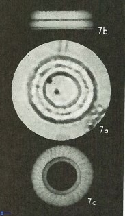 Diadelithus robustus 63239