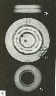 Diadelithus robustus 63239