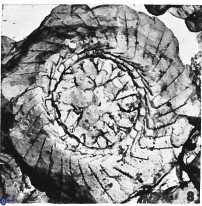 Cyclagelosphaera rotaclypeata 38077