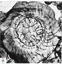 Cyclagelosphaera rotaclypeata 38077