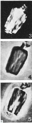 Conusphaera rothii rothii 1394
