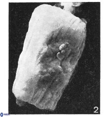 Conusphaera rothii rothii 1394