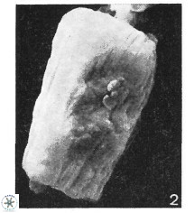 Conusphaera rothii rothii 1394