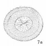 Dictyococcites stavensis VR 024542