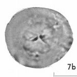 Dictyococcites stavensis VR 024542
