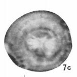 Dictyococcites stavensis VR 024542