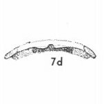 Dictyococcites stavensis VR 024542