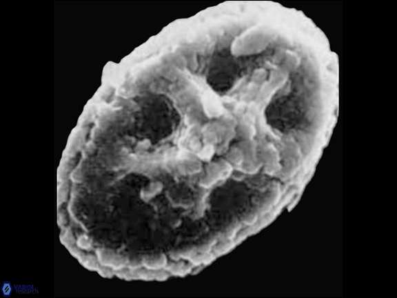 C stavrotos Hattner SEM a