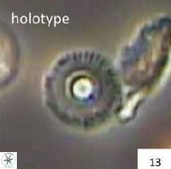 Calcidiscus salomonii 683