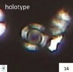 Calcidiscus salomonii 683