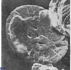 Crucibiscutum salebrosum 17052