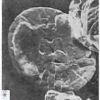 Crucibiscutum salebrosum 17052