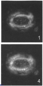 Gaarderella santacruzensis 9675