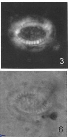 Gaarderella santacruzensis 9675