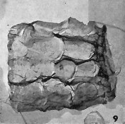 Cylindralithus sculptus 08