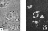 Allemanites scutulatus 12406