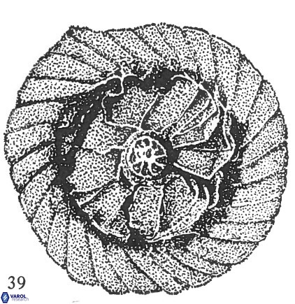 Cyclagelosphaera shenleyensis 1348