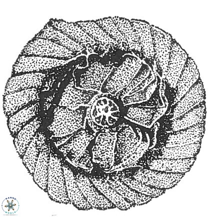 Cyclagelosphaera shenleyensis 1348