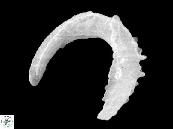 C simplex