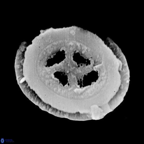 C solitus 2 A