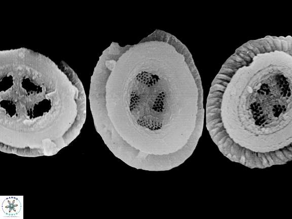 C solitus