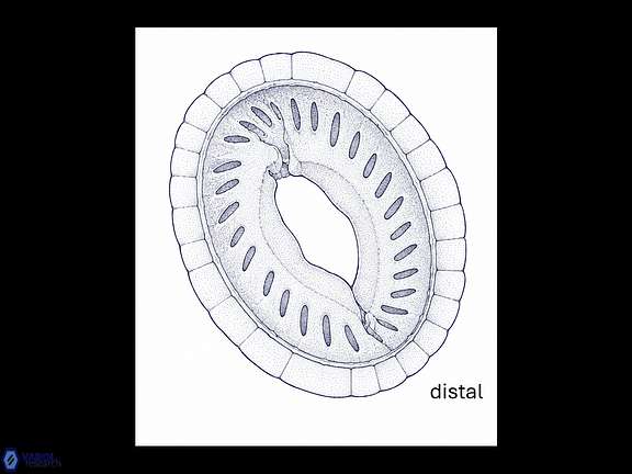 C speetonensis drawing wide