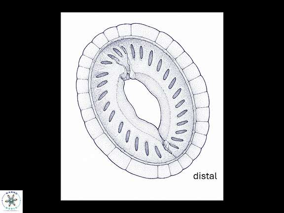 C speetonensis drawing wide