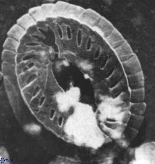C speetonensis