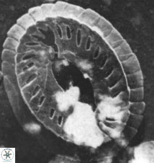 C speetonensis
