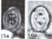 Chiastozygus spissus 8038
