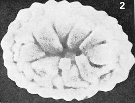Prinsius martinii 24137
