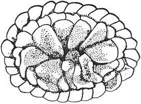 Prinsius martinii 24137