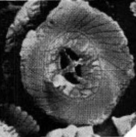 C tenuiforatus default