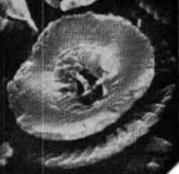 C tenuiforatus default