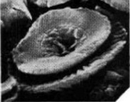 C tenuiforatus default