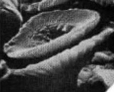 C tenuiforatus default