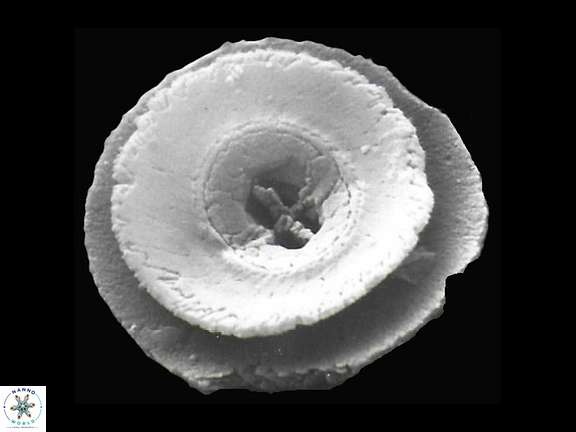 C tenuiforatus a