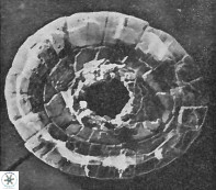 Cleistorhabdus williamsii 9466
