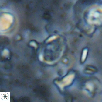 Camuralithus pelliculathus 14640