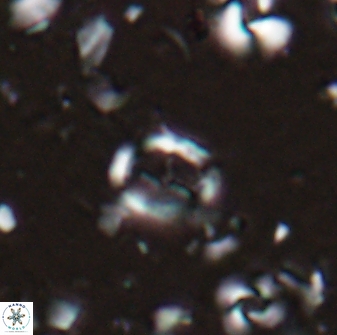 Camuralithus pelliculathus 27904
