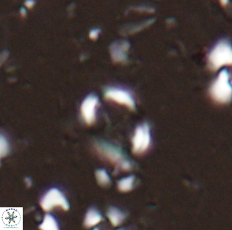 Camuralithus pelliculathus 27906