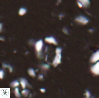 Camuralithus pelliculathus 27909
